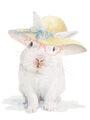 Image Not Available